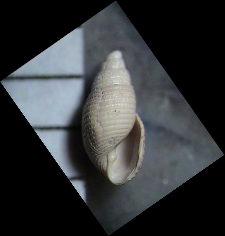 CONCHIGLIA PLIOCENE ASTI, 3